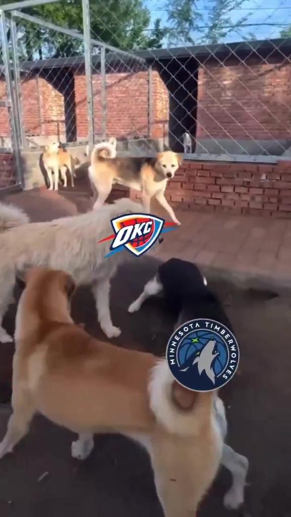 太有活了！美媒惡搞：狗王雷霆嚇退掘金灰熊，把森林狼按地上